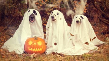 Halloween_2870607_1920